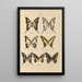 Exotic butterflies painting Pl012 - Otto Staudinger — framed artwork on a wall