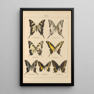 Otto Staudinger - Exotische schmetterlinge Pl012.webp