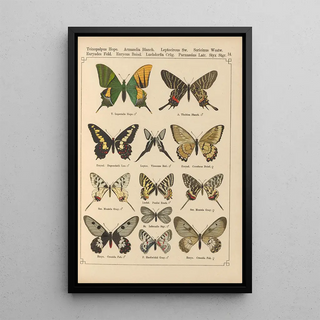 Otto Staudinger - Exotische schmetterlinge Pl014.webp