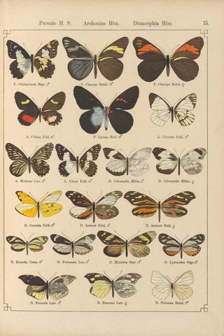 Otto Staudinger - Exotische schmetterlinge Pl015.webp
