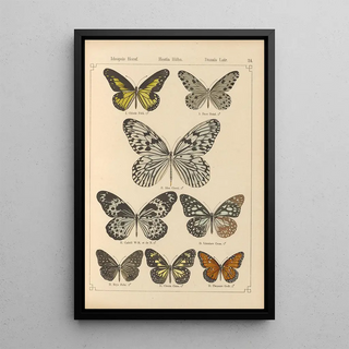 Otto Staudinger - Exotische schmetterlinge Pl024.webp