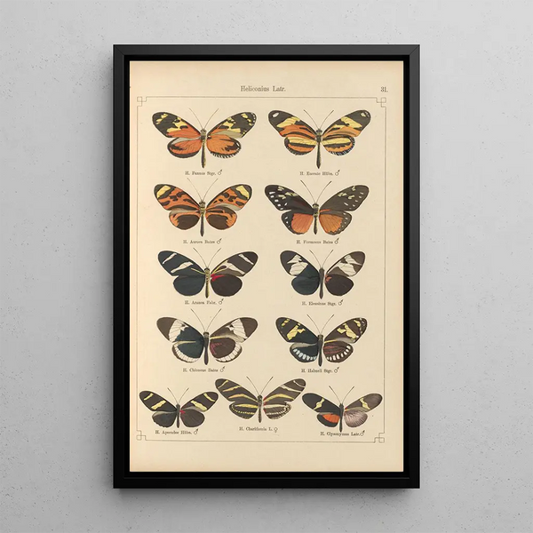 Exotic butterflies painting Pl031 - Otto Staudinger — framed artwork on a wall