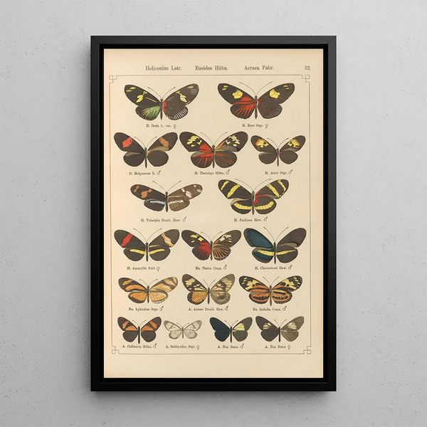 Exotic butterflies painting Pl032 - Otto Staudinger — framed artwork on a wall
