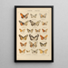 Papillons exotiques Pl033 - Otto Staudinger — gerahmtes Bild an der Wand