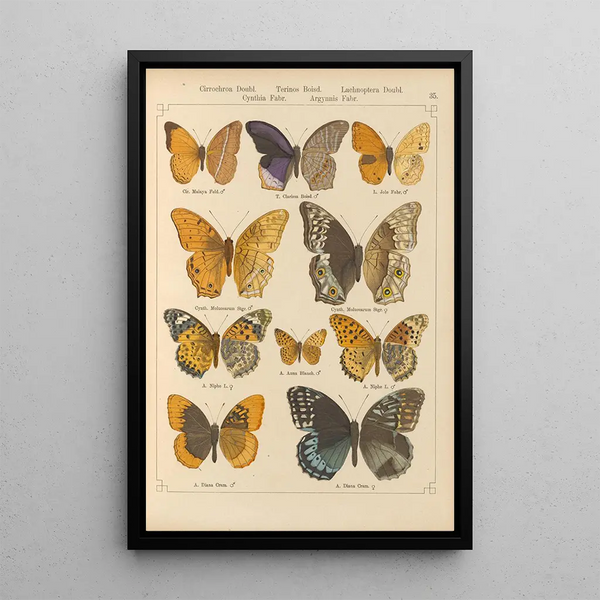 Exotic butterflies painting Pl035 - Otto Staudinger — framed artwork on a wall