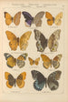 Papillons exotiques Pl035 - Otto Staudinger — vista dell’opera