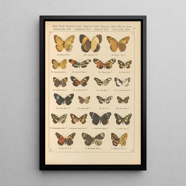 Exotic butterflies painting Pl036 - Otto Staudinger — framed artwork on a wall