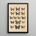Papillons exotiques Pl037 - Otto Staudinger — gerahmtes Bild an der Wand