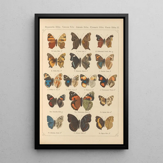 Otto Staudinger - Exotische schmetterlinge Pl037.webp