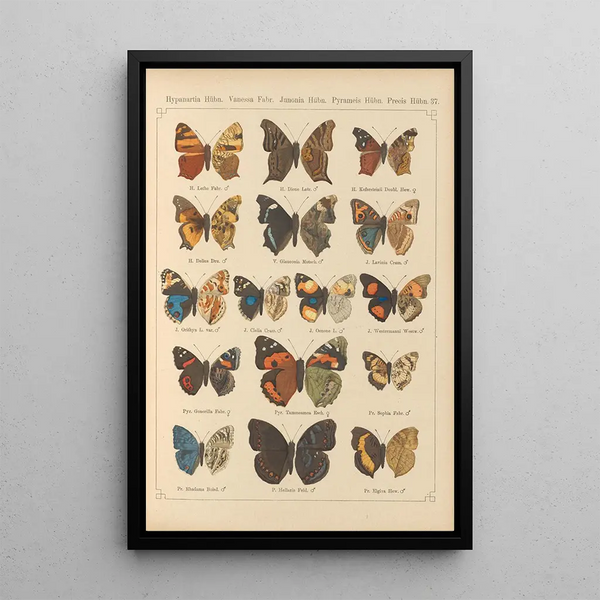 Exotic butterflies painting Pl037 - Otto Staudinger — framed artwork on a wall