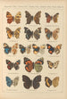 Papillons exotiques Pl037 - Otto Staudinger — Ansicht des Kunstwerks