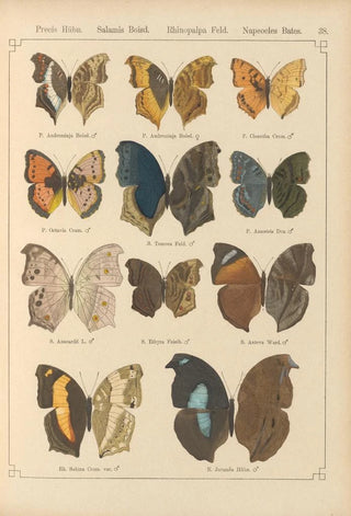 Otto Staudinger - Exotische schmetterlinge Pl038.webp