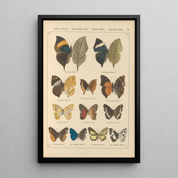 Exotic butterflies painting Pl039 - Otto Staudinger — framed artwork on a wall