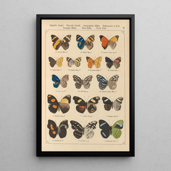 Exotic butterflies painting Pl041 - Otto Staudinger — framed artwork on a wall