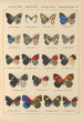 Papillons exotiques Pl042 - Otto Staudinger — vista dell’opera