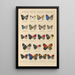 Papillons exotiques Pl042 - Otto Staudinger — quadro incorniciato alla parete