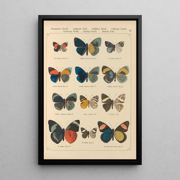 Exotic butterflies painting Pl043 - Otto Staudinger — framed artwork on a wall