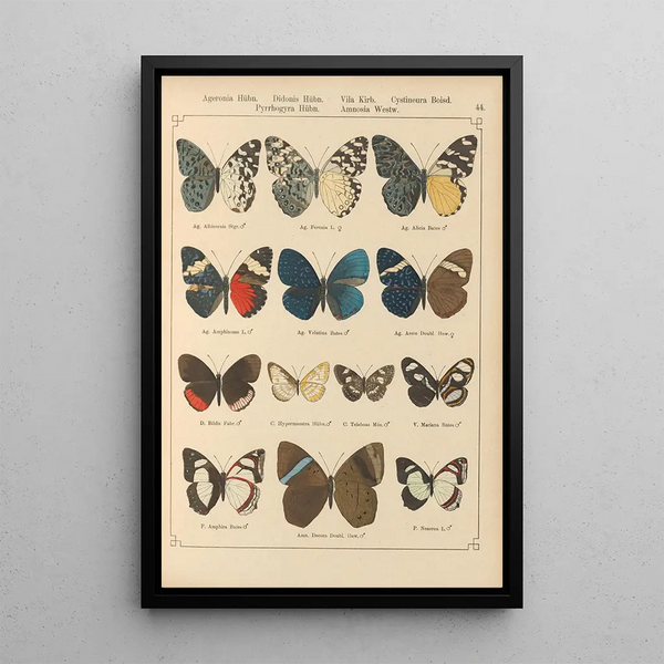 Exotic butterflies painting Pl044 - Otto Staudinger — framed artwork on a wall
