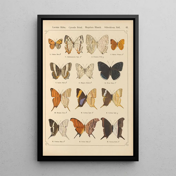 Exotic butterflies painting Pl045 - Otto Staudinger — framed artwork on a wall