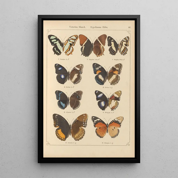 Exotic butterflies painting Pl046 - Otto Staudinger — framed artwork on a wall