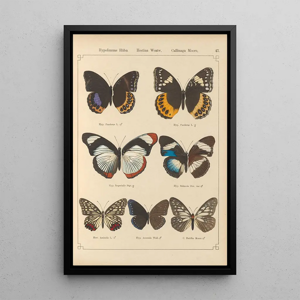 Exotic butterflies painting Pl047 - Otto Staudinger — framed artwork on a wall