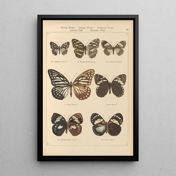 Exotic butterflies painting Pl048 - Otto Staudinger — framed artwork on a wall