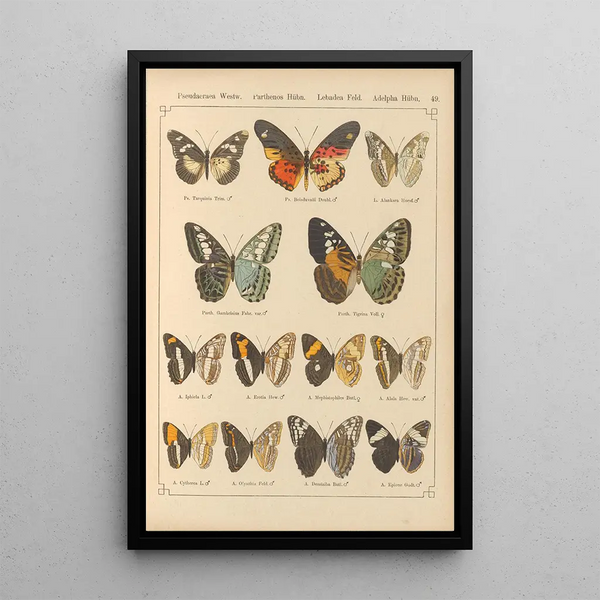Exotic butterflies painting Pl049 - Otto Staudinger — framed artwork on a wall