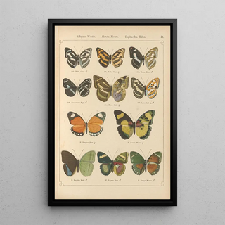 Otto Staudinger - Exotische schmetterlinge Pl051.webp