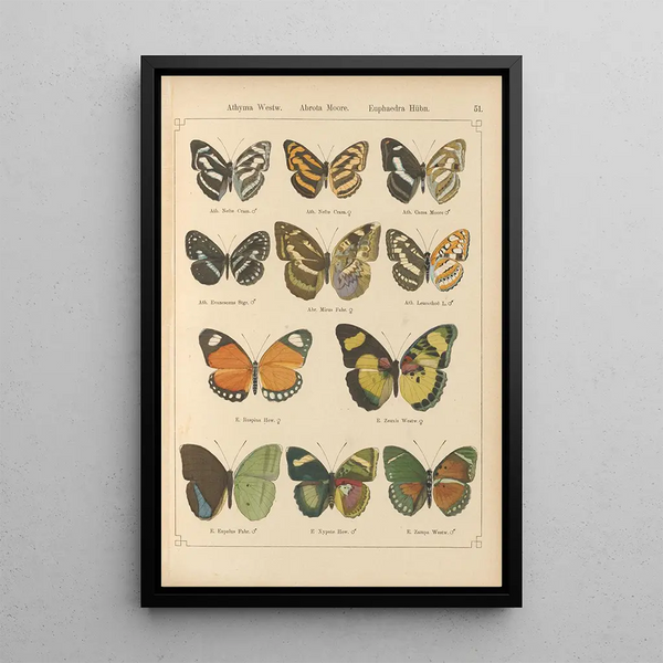 Exotic butterflies painting Pl051 - Otto Staudinger — framed artwork on a wall