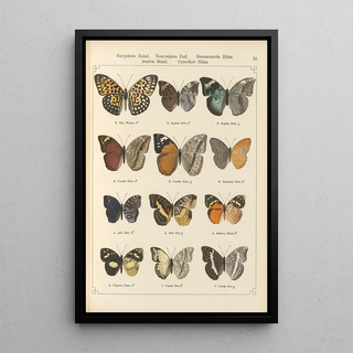 Otto Staudinger - Exotische schmetterlinge Pl052.webp