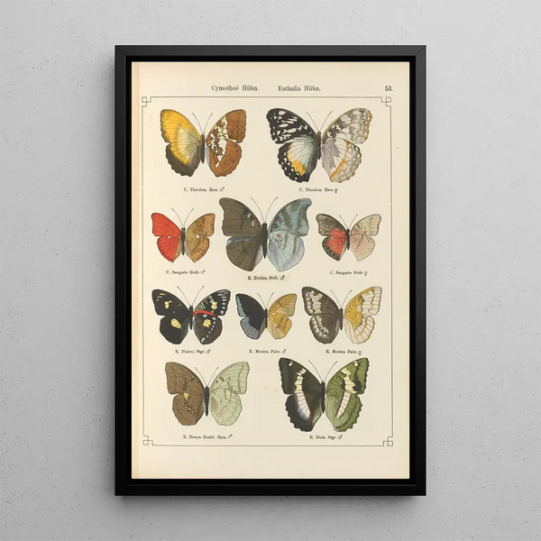 Exotic butterflies painting Pl053 - Otto Staudinger — framed artwork on a wall