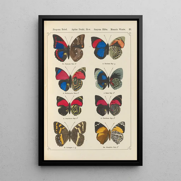 Papillons exotiques Pl057 - Otto Staudinger — gerahmtes Bild an der Wand
