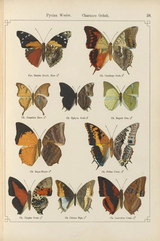 Otto Staudinger - Exotische schmetterlinge Pl058.webp