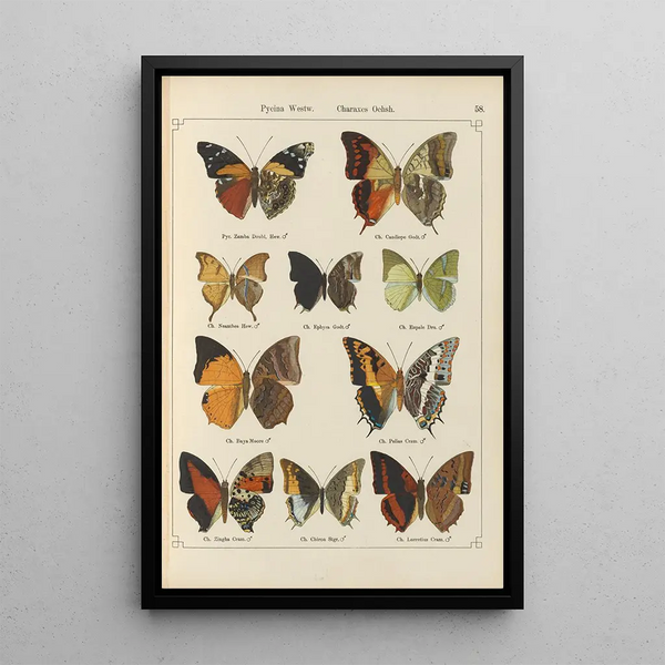 Papillons exotiques Pl058 - Otto Staudinger — gerahmtes Bild an der Wand