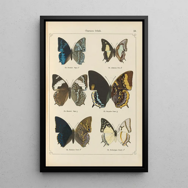 Papillons exotiques Pl059 - Otto Staudinger — gerahmtes Bild an der Wand