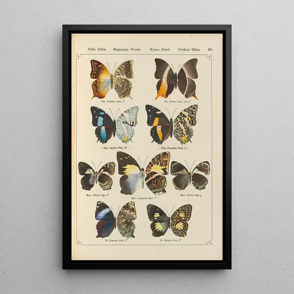 Papillons exotiques Pl060 - Otto Staudinger — gerahmtes Bild an der Wand