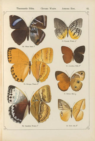 Otto Staudinger - Exotische schmetterlinge Pl065.webp