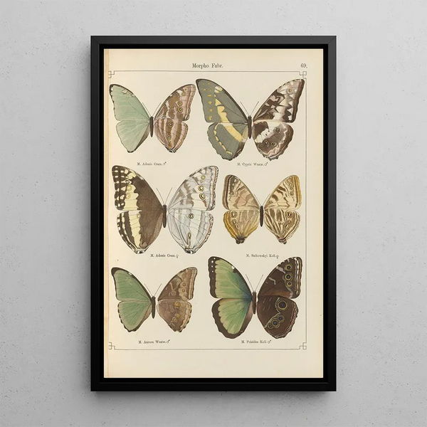 Otto Staudinger - Exotische schmetterlinge Pl069.webp