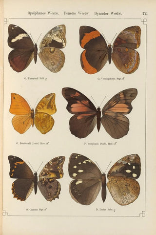Otto Staudinger - Exotische schmetterlinge Pl072.webp