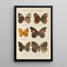 Papillons exotiques Pl072 - Otto Staudinger — quadro incorniciato alla parete