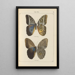 Otto Staudinger - Exotische schmetterlinge Pl074.webp