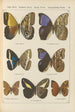 Papillons exotiques Pl076 - Otto Staudinger — vista dell’opera