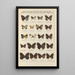 Schmetterlinge exotisch Pl083 - Otto Staudinger — gerahmtes Bild an der Wand