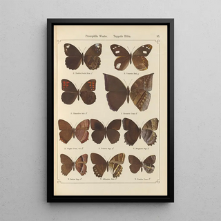 Otto Staudinger - Exotische schmetterlinge Pl085.webp