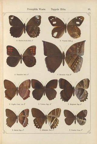 Otto Staudinger - Exotische schmetterlinge Pl085.webp