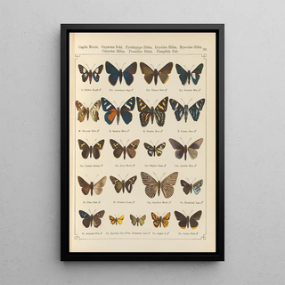 Otto Staudinger - Exotische schmetterlinge Pl099.webp