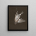 Ein eleganter Distelfink, gefangen - P. Brown — gerahmtes Bild an der Wand