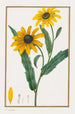 Rudbeckia Hirsuta - Pancrace Bessa — artwork view