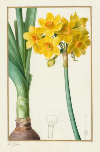 Pancrace Bessa - Narcissus tazetta.webp