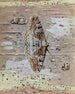 La Boarmie Festonnée - Paul-André Robert — Ansicht des Kunstwerks